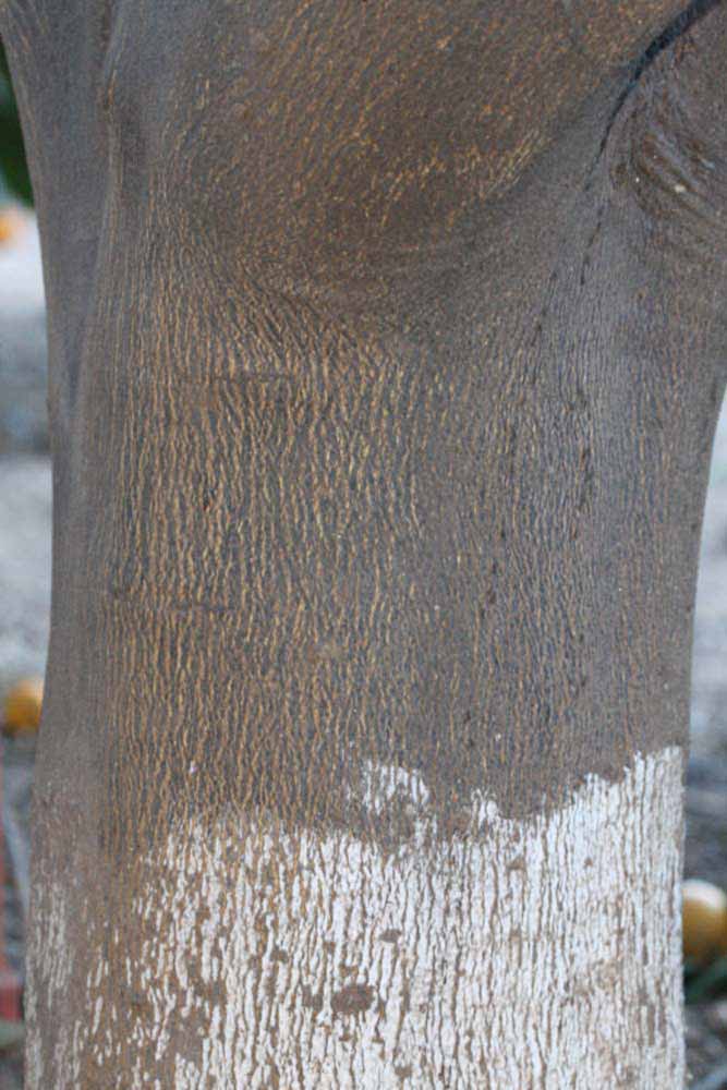              Bark (Riverside, CA)       